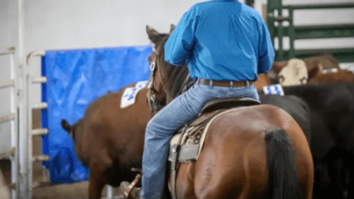 How Can a Team Train for a Team Penning Event?