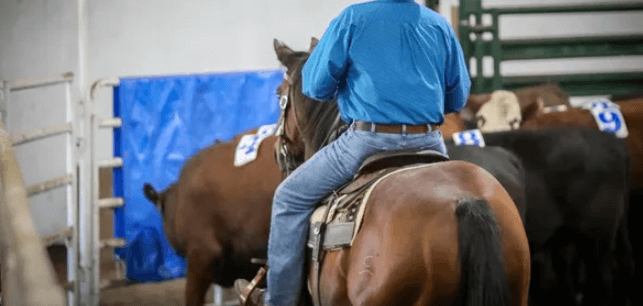 How Can a Team Train for a Team Penning Event?