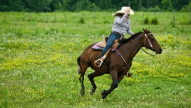 What is the ideal breed of horse for pole bending?