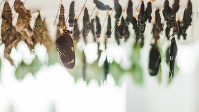 impactful developmental evolution insights