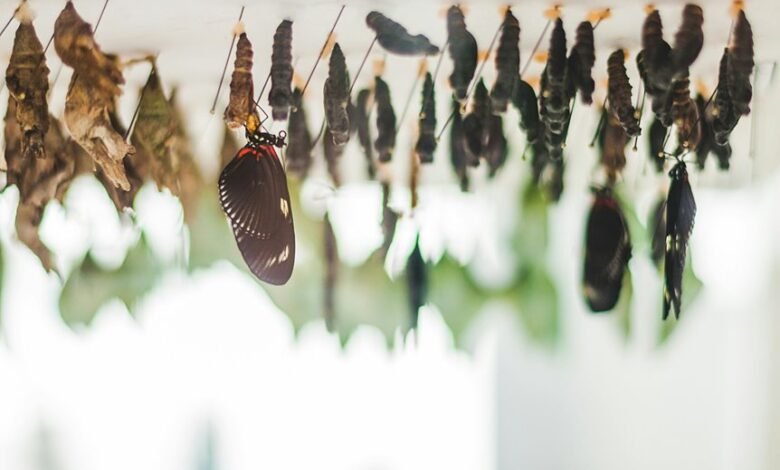 impactful developmental evolution insights